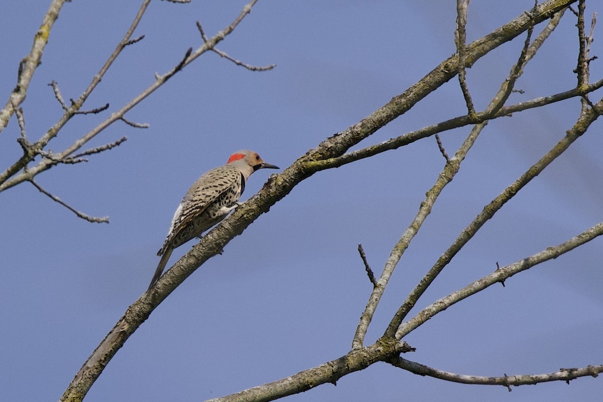 Northern Flicker - Mimi Brenninkmeijer