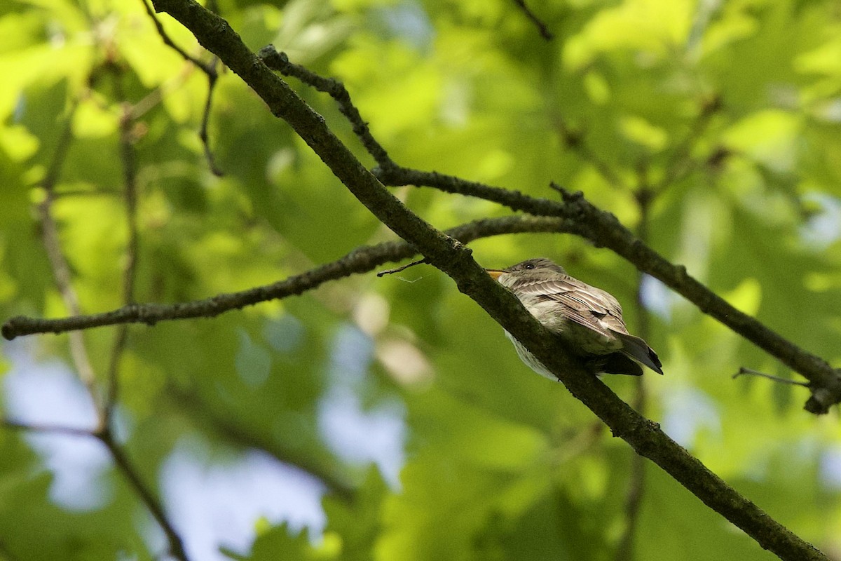 Eastern Wood-Pewee - Mimi Brenninkmeijer