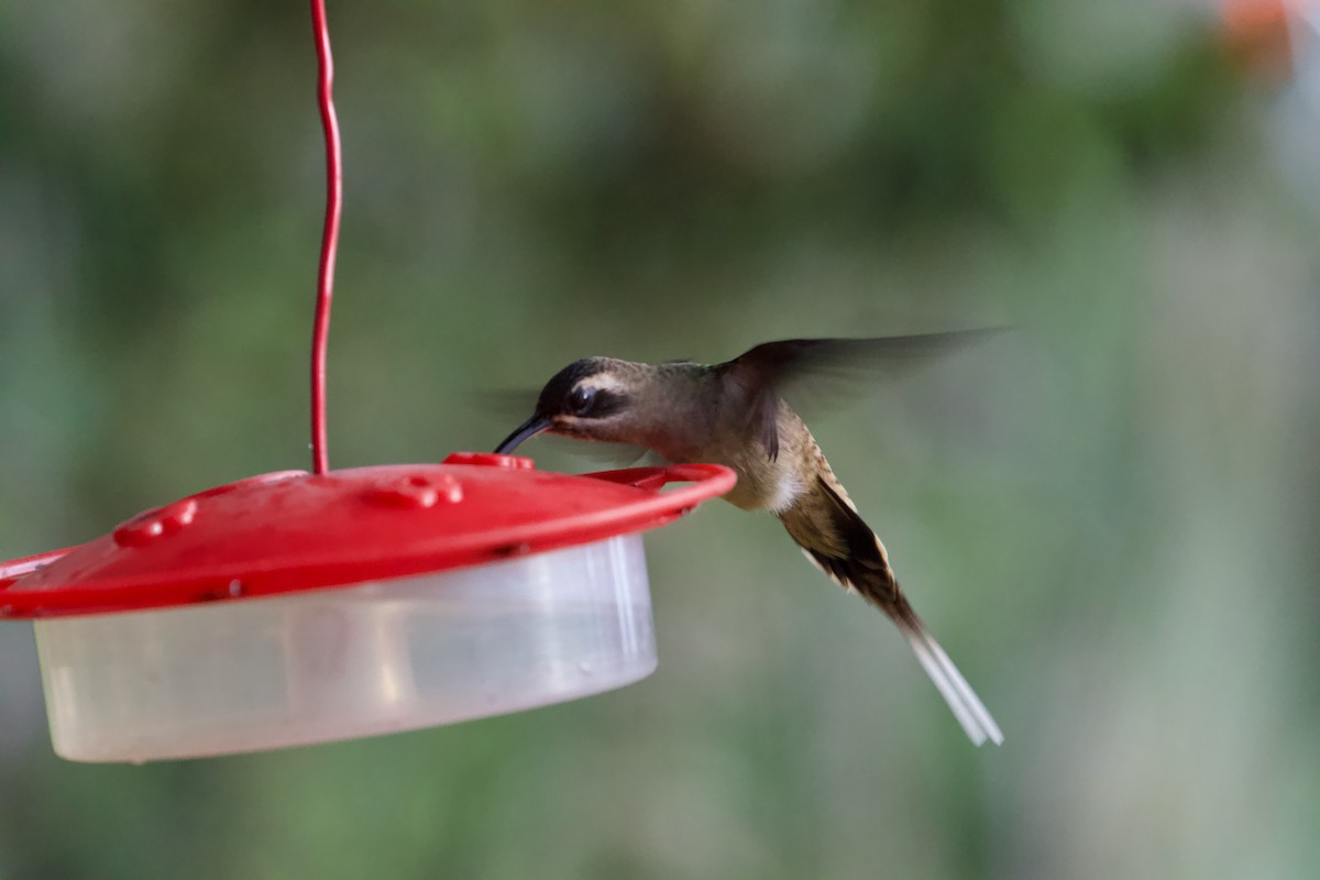 Long-billed Hermit - David Brassington