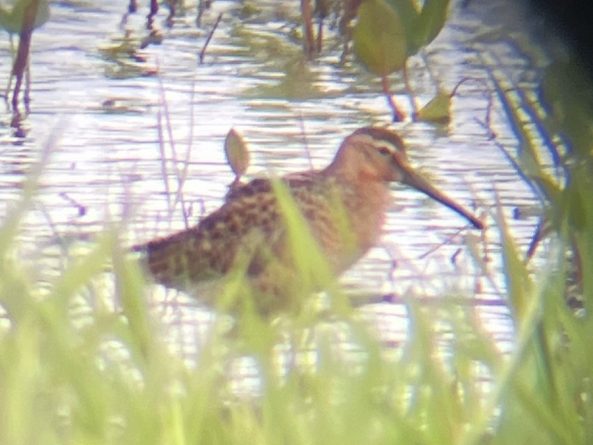 Short-billed Dowitcher - ML619489669