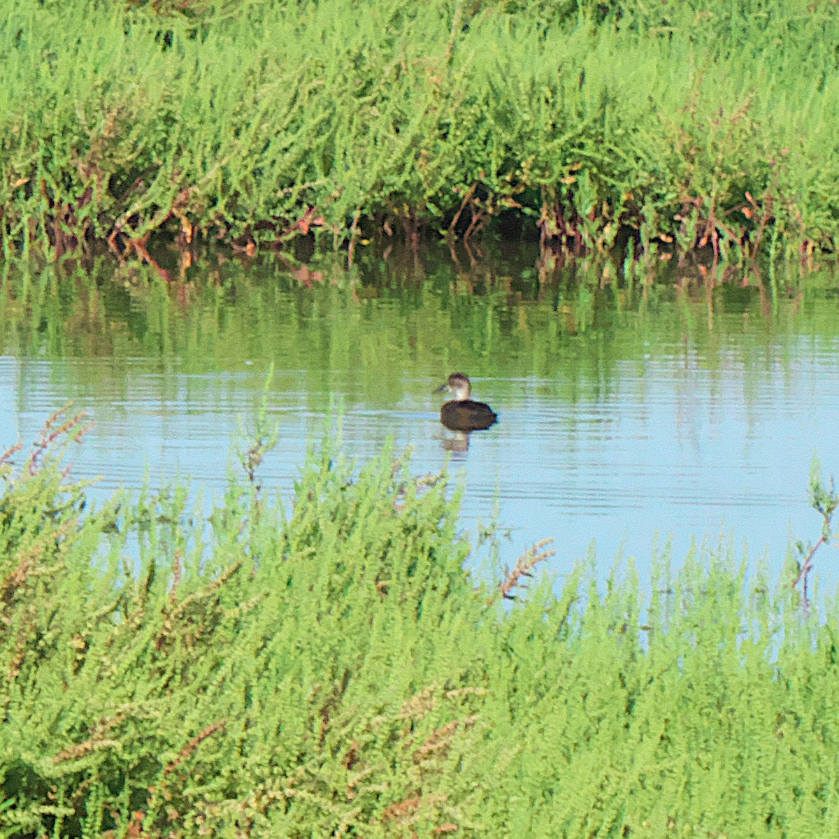 Ring-necked Duck - ML619489683