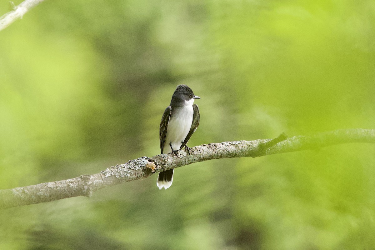 Eastern Kingbird - ML619489687