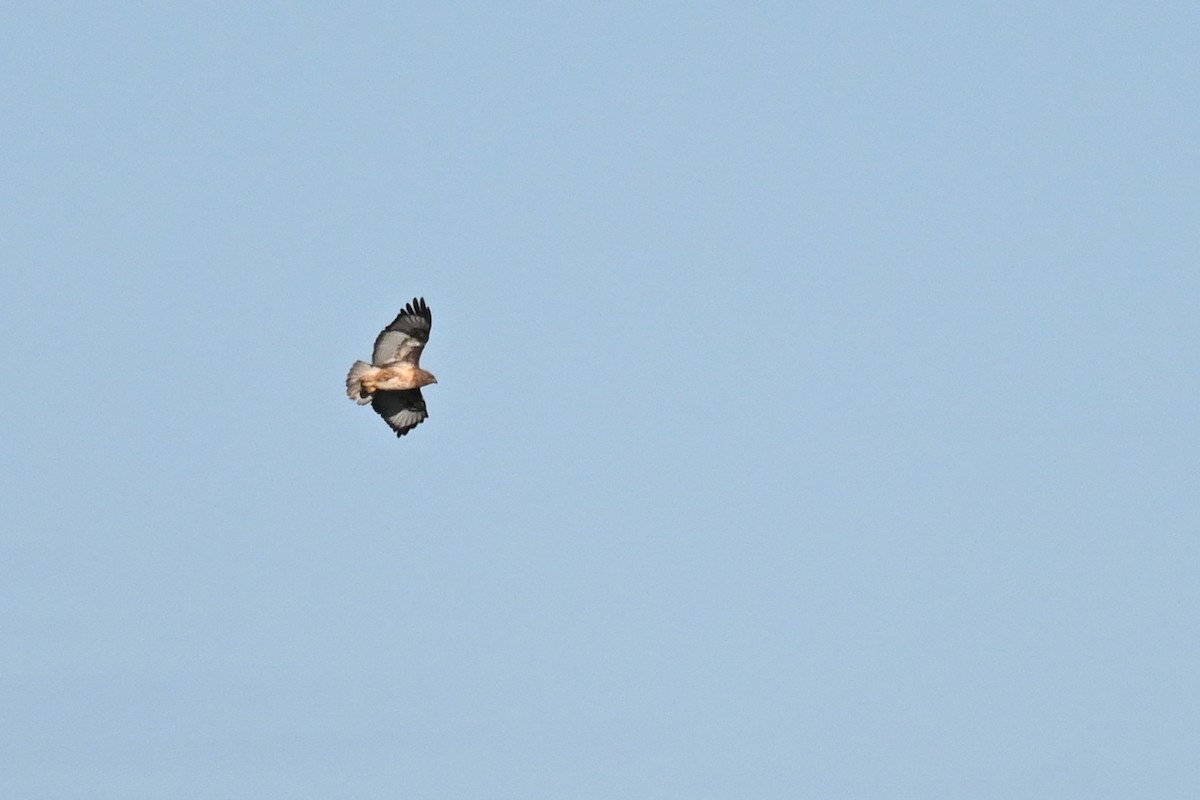 Jackal Buzzard - ML619489689