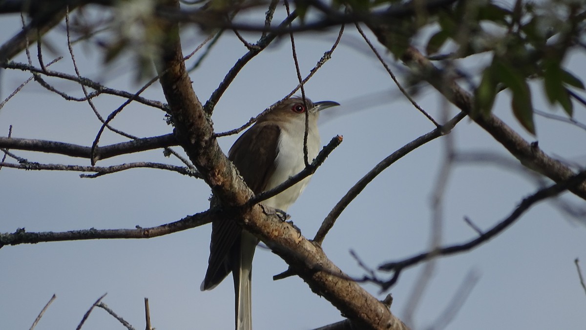 Black-billed Cuckoo - Amy Simmons