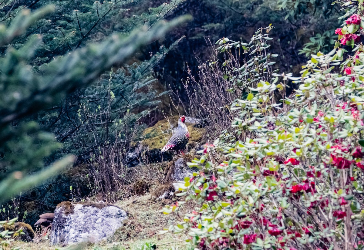 Blood Pheasant - Arun Raghuraman