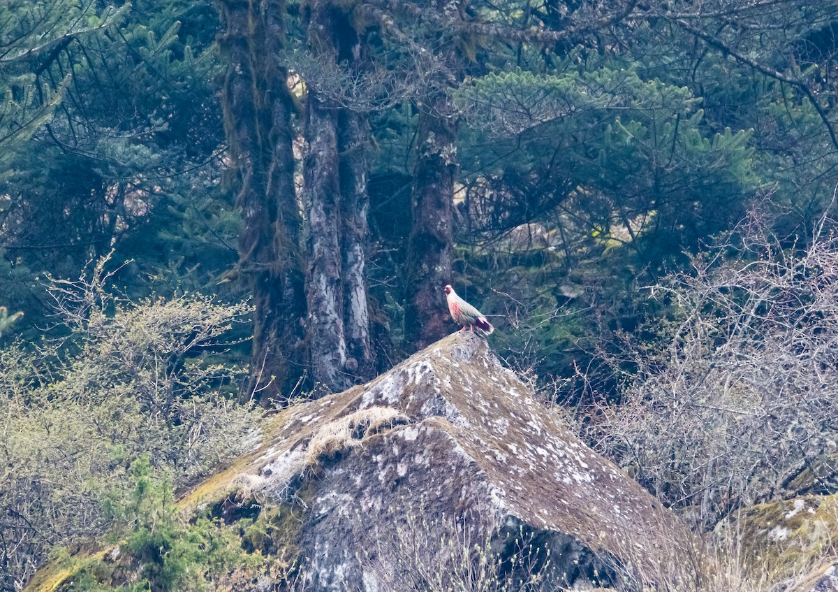 Blood Pheasant - ML619489719