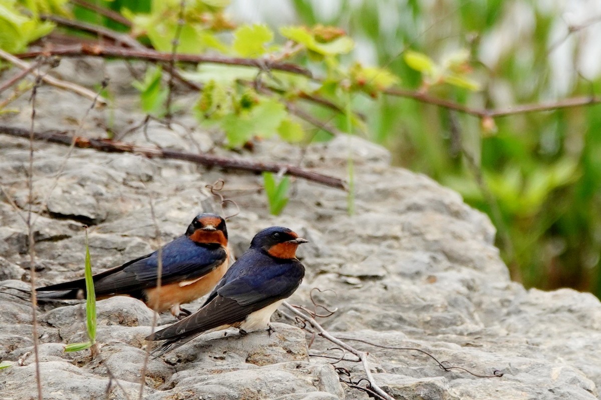 Barn Swallow - Angela Vera