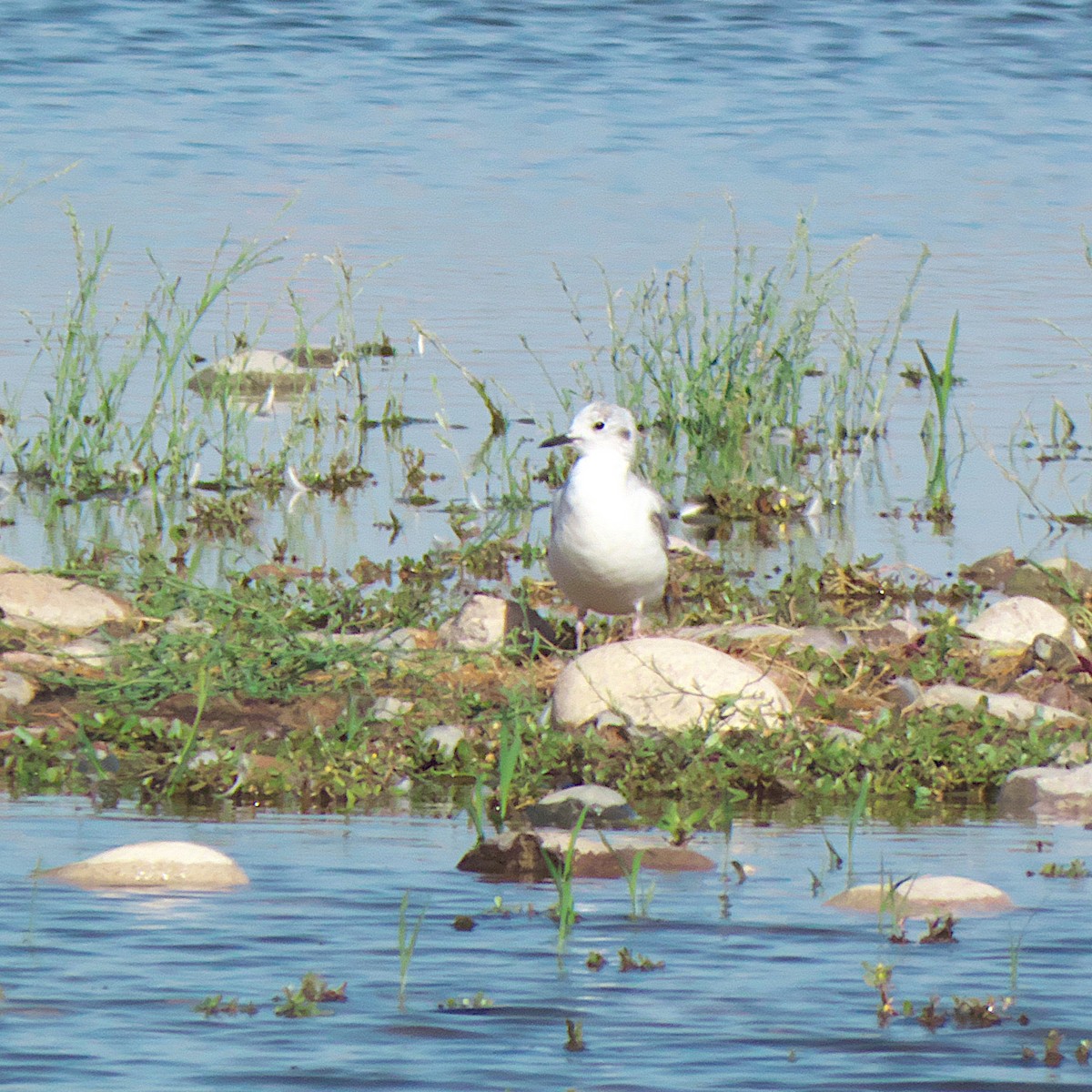 Bonaparte's Gull - Jeff Ritz