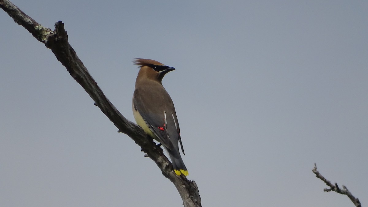 Cedar Waxwing - Amy Simmons