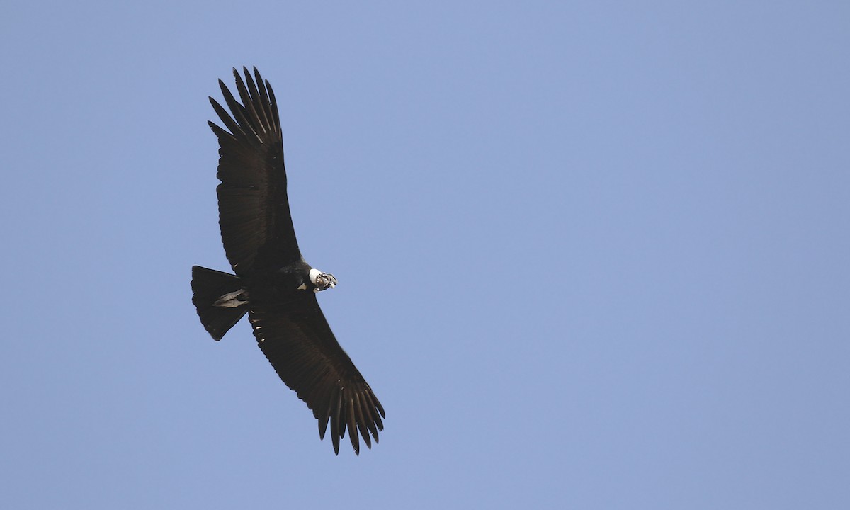 Condor des Andes - ML619489731