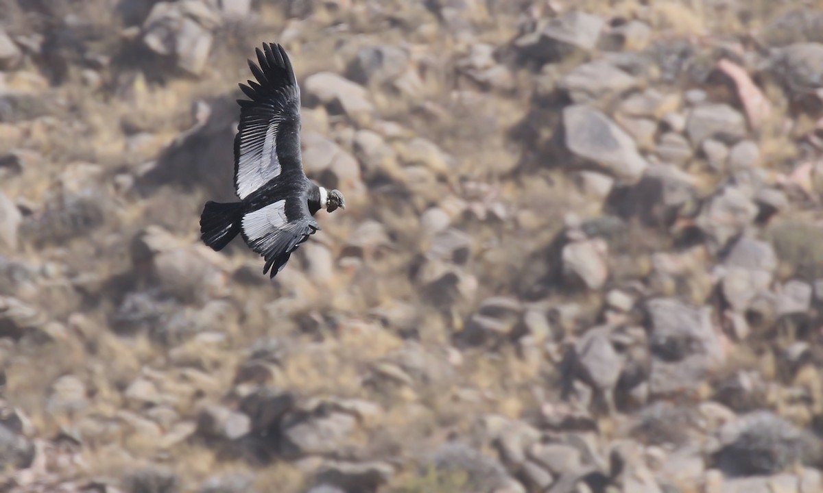 Andean Condor - Adrián Braidotti