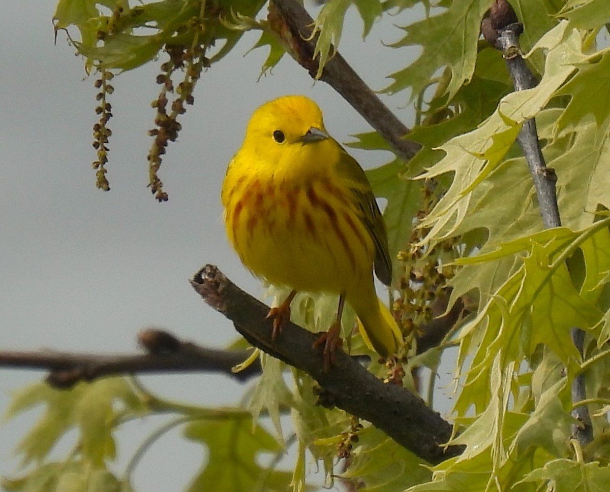 Yellow Warbler - Carol Baird Molander