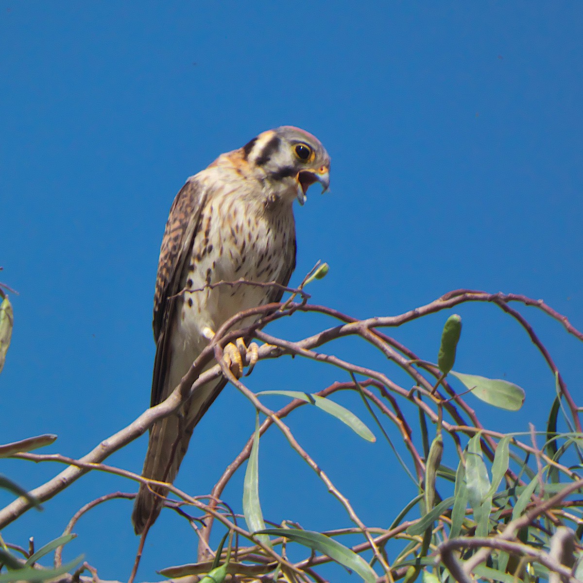 American Kestrel - ML619489745