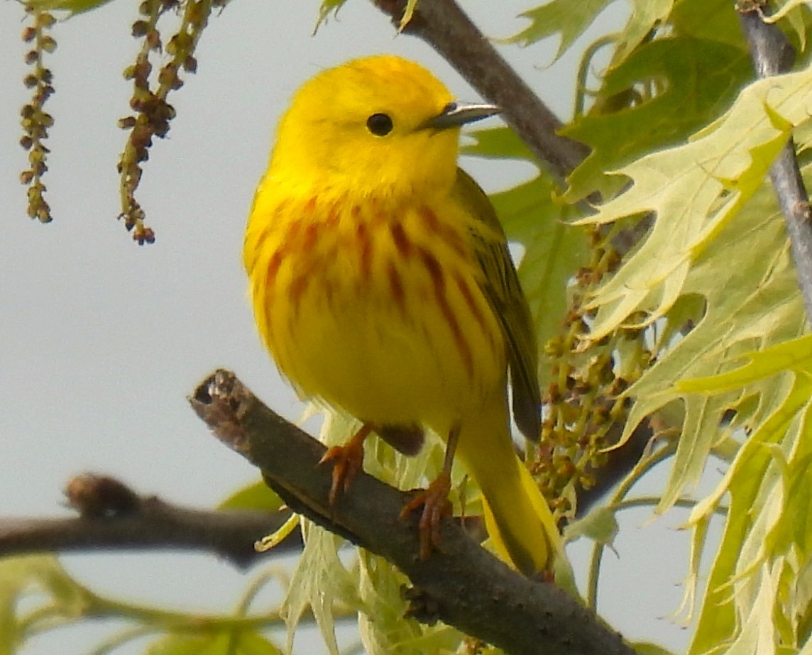Yellow Warbler - Carol Baird Molander