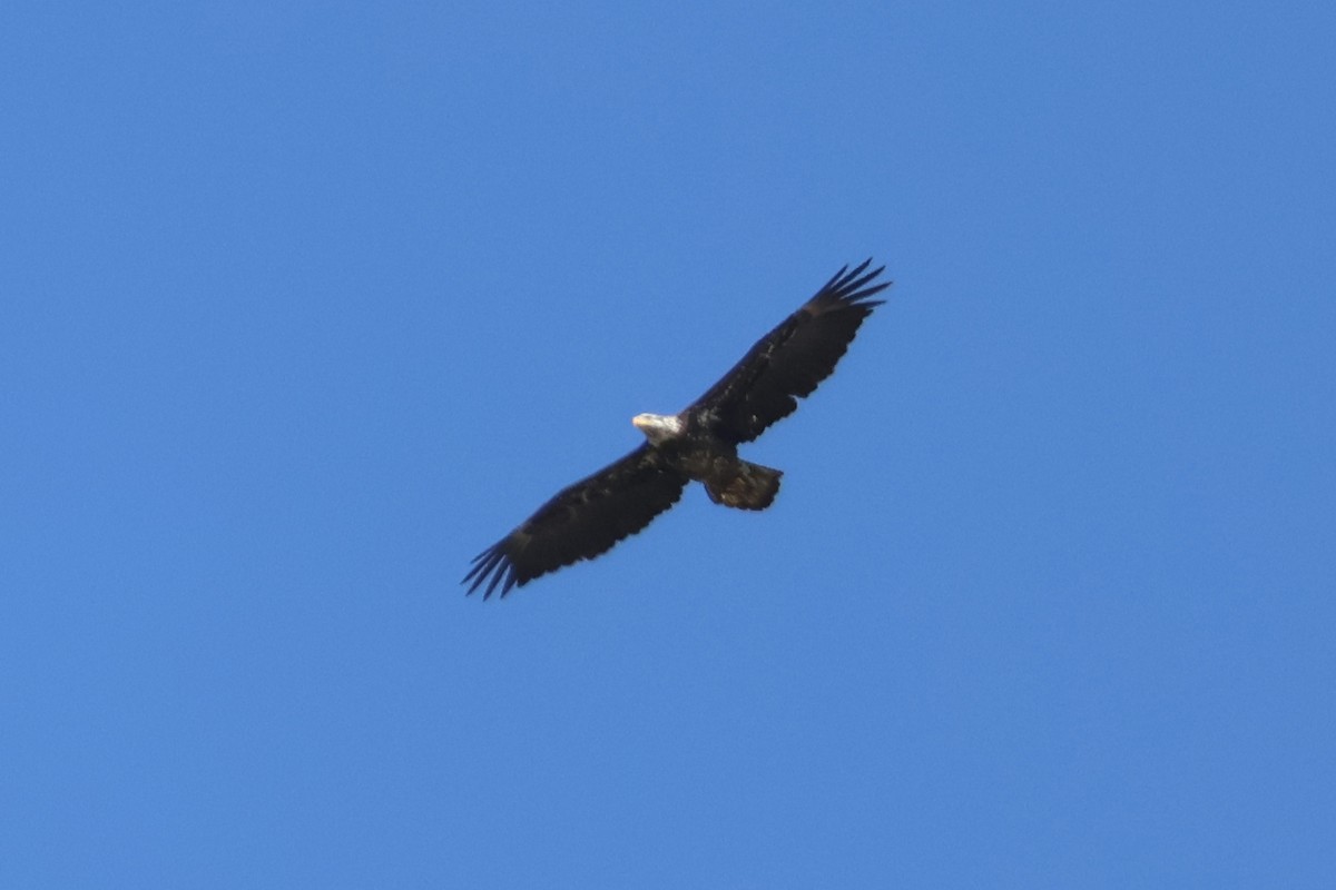 Bald Eagle - Eric Cameron