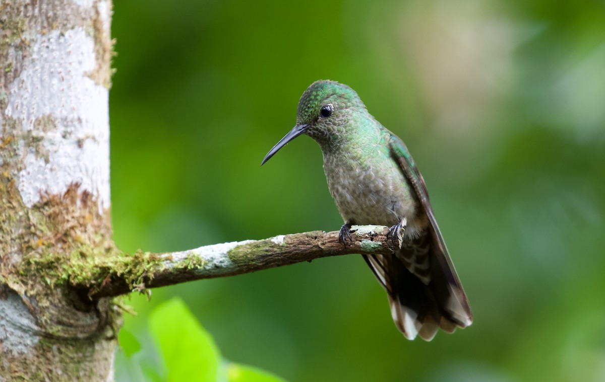 Scaly-breasted Hummingbird - David Brassington