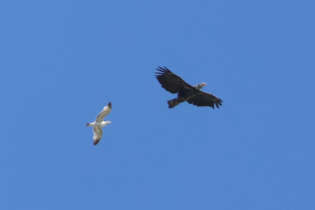 Bald Eagle - Eric Cameron