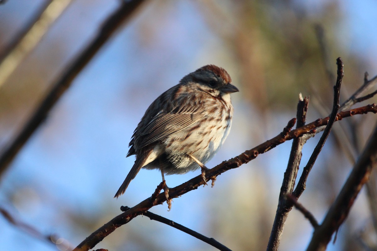 Song Sparrow - Jeff Smith