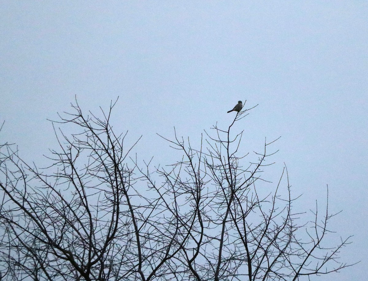 Northern Shrike - Lisa Maier