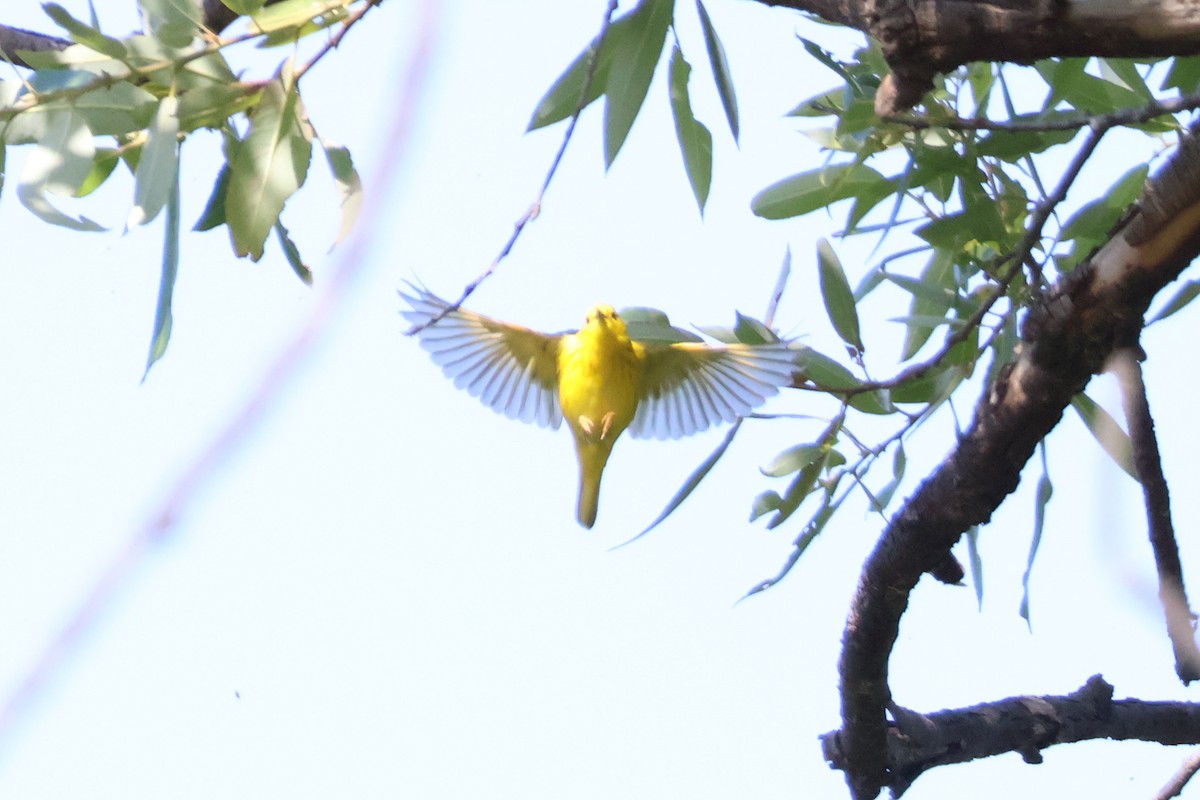 Yellow Warbler - Eric Cameron