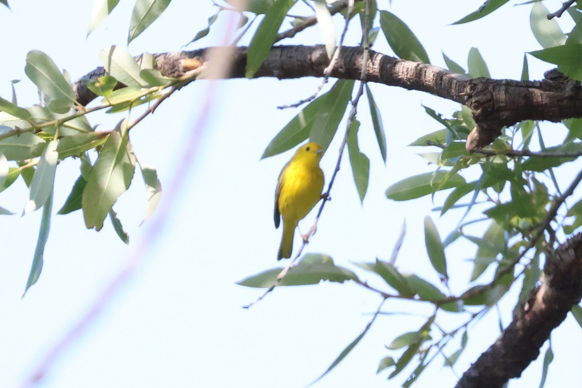 Yellow Warbler - Eric Cameron