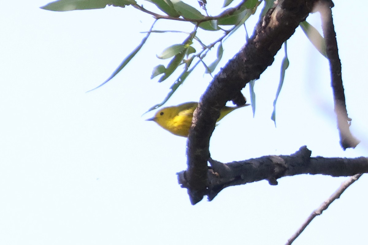 Yellow Warbler - Eric Cameron