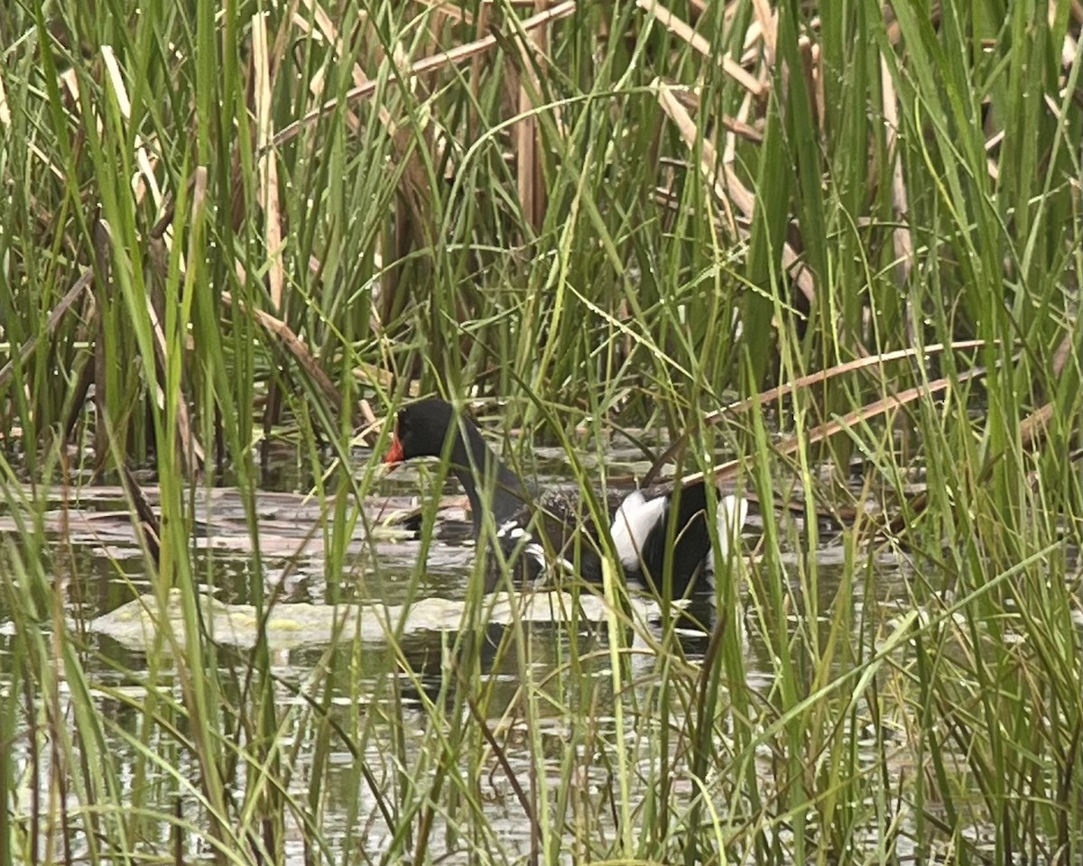 Common Gallinule - Thierry Grandmont