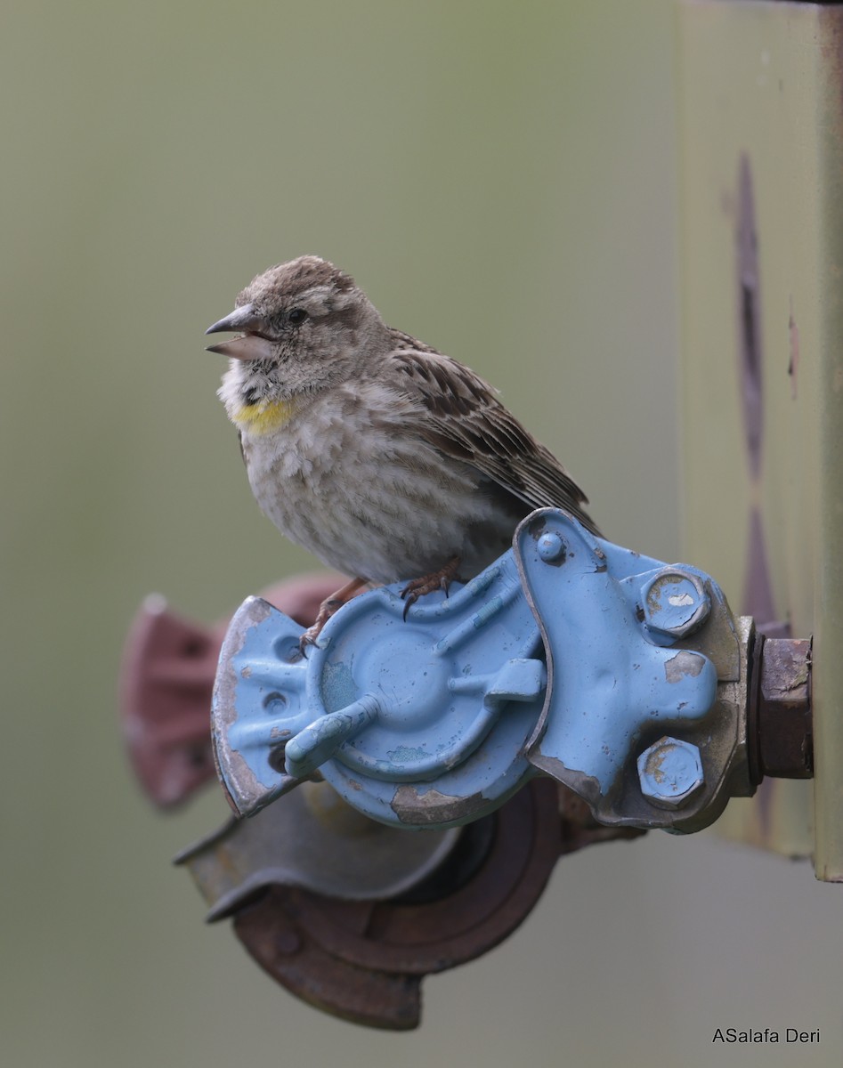 Rock Sparrow - Fanis Theofanopoulos (ASalafa Deri)