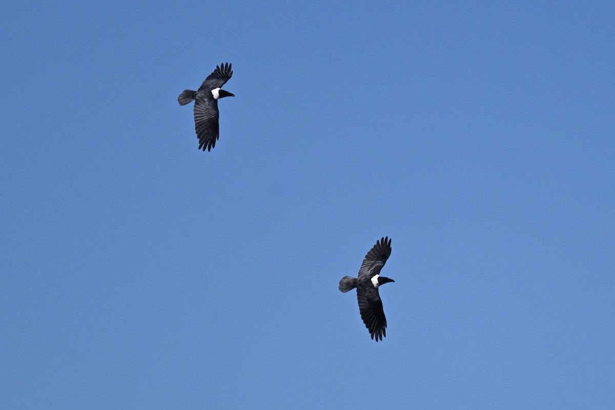 Pied Crow - Marcelina Poddaniec