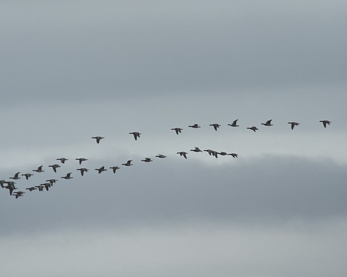 Brant - Thierry Grandmont