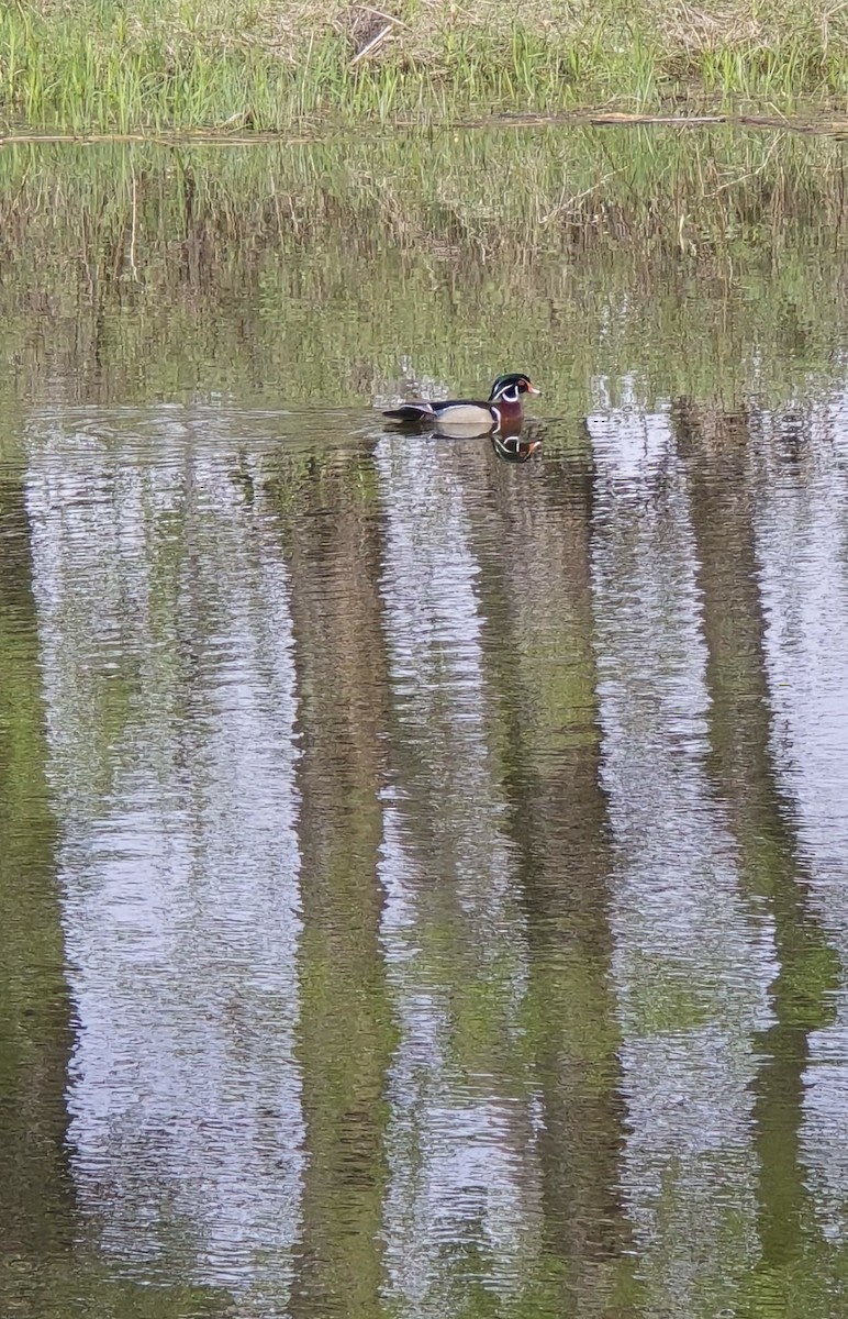 Wood Duck - ML619489782