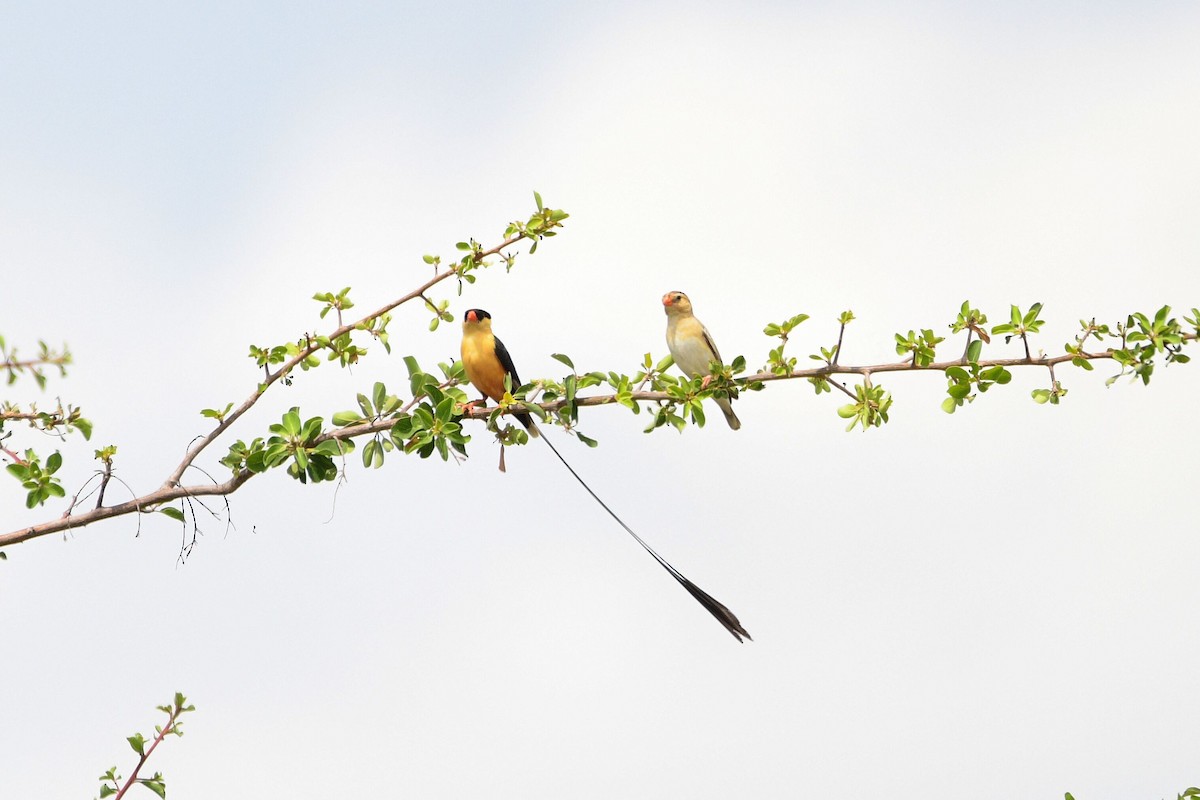 Shaft-tailed Whydah - ML619489783