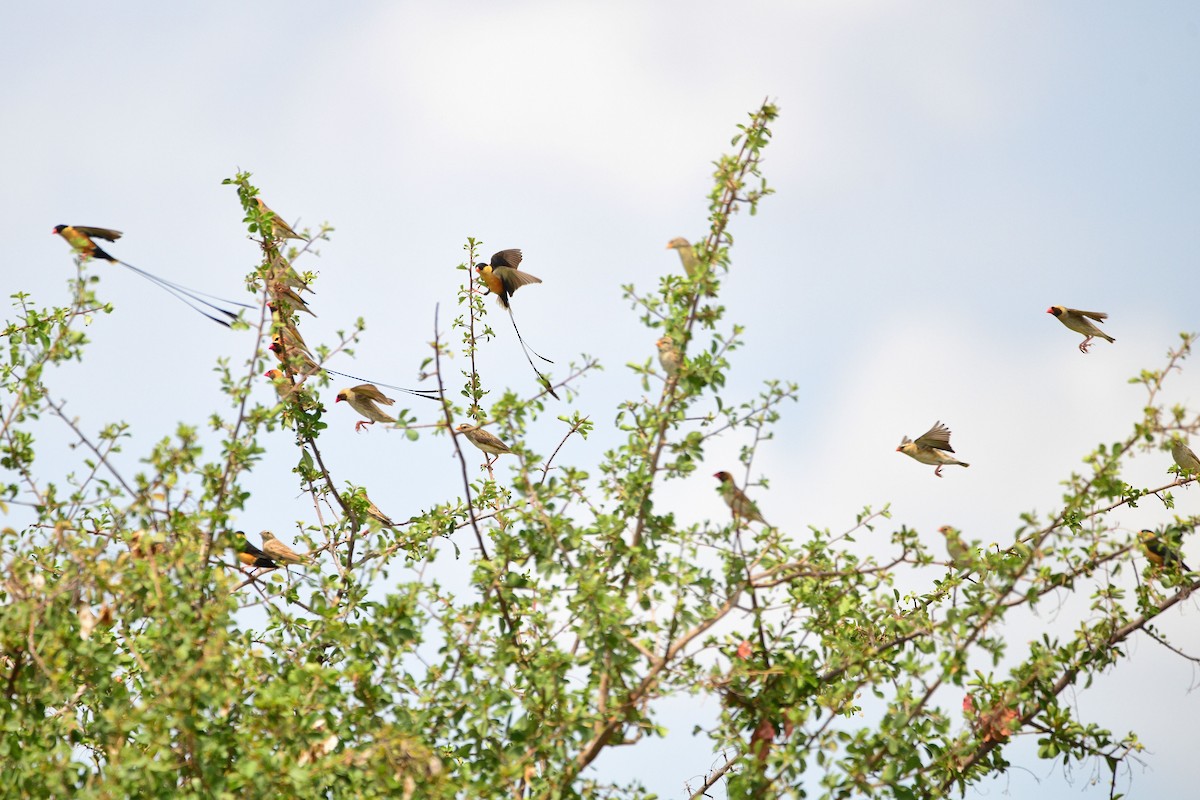 Shaft-tailed Whydah - ML619489784