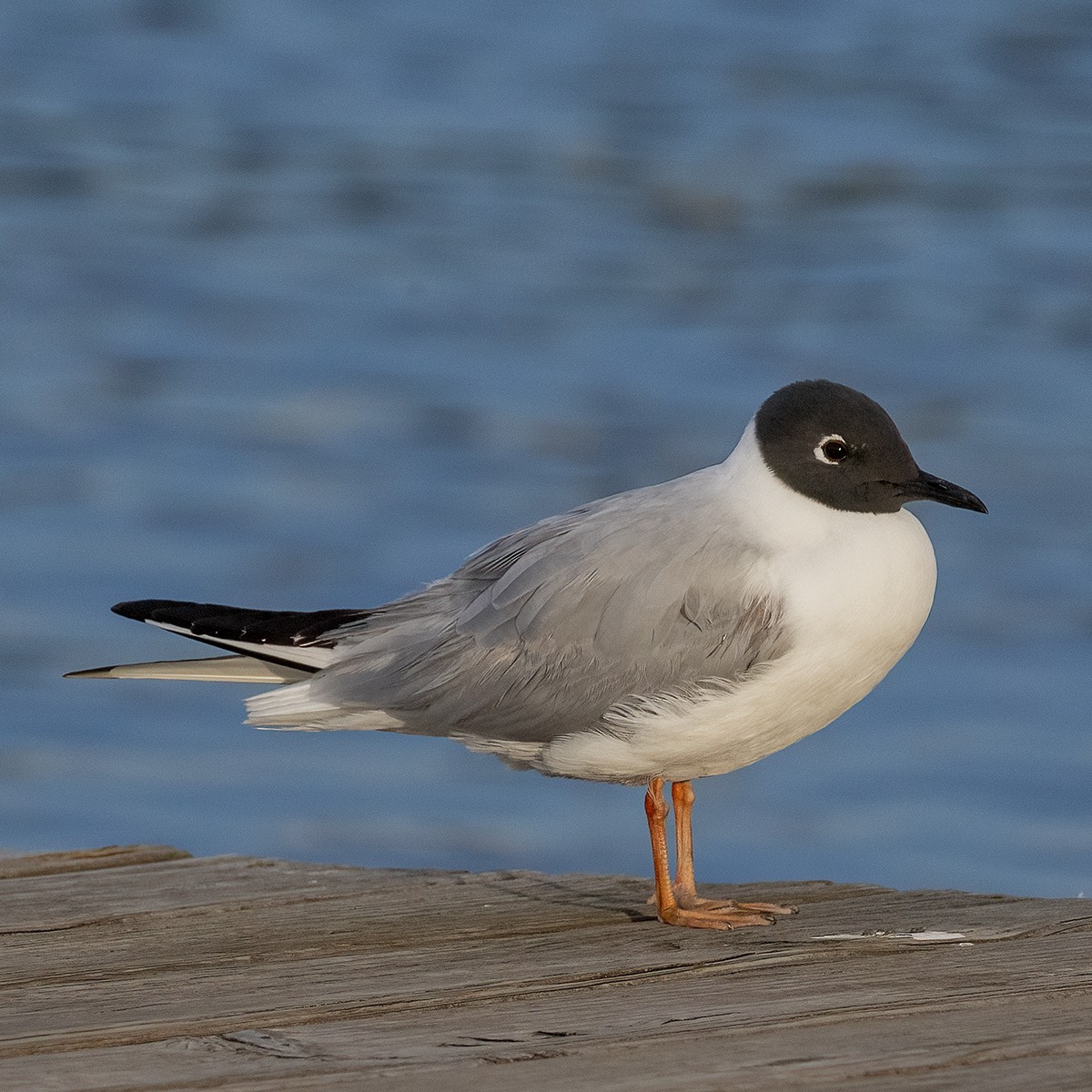 Bonaparte's Gull - Dan Vickers