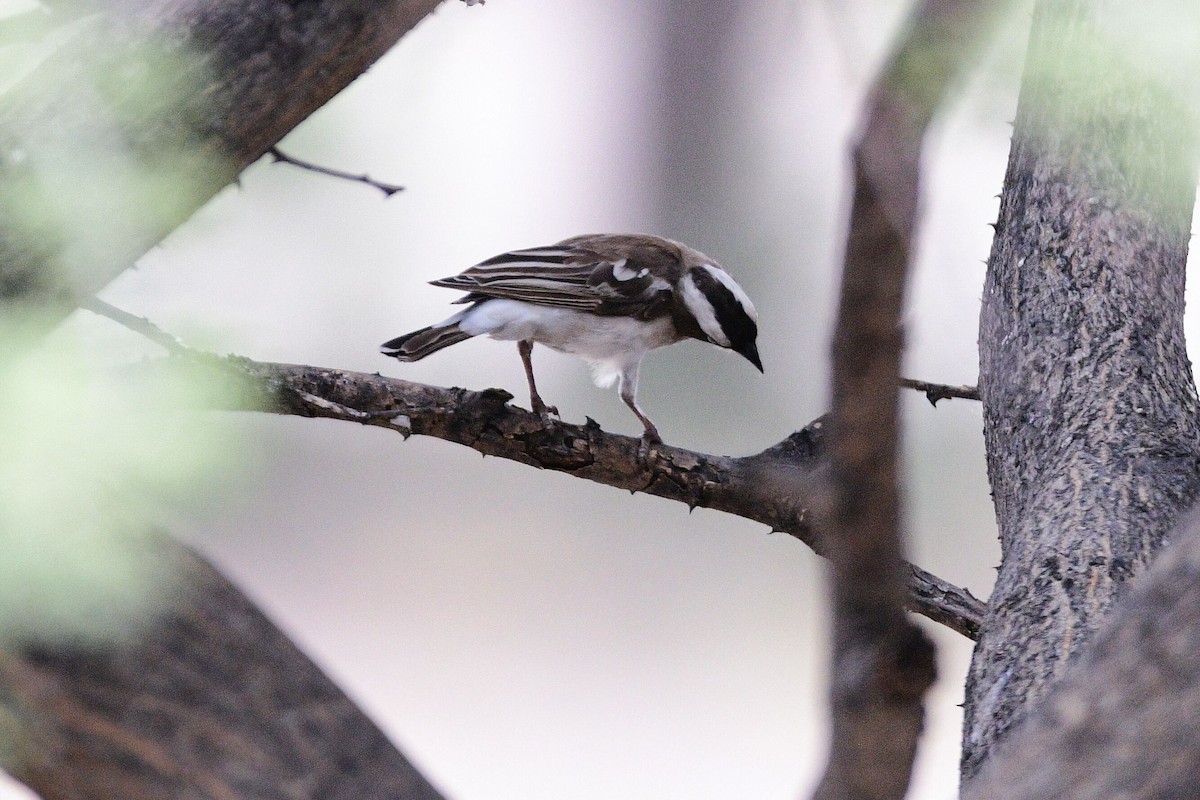 White-browed Sparrow-Weaver - ML619489792