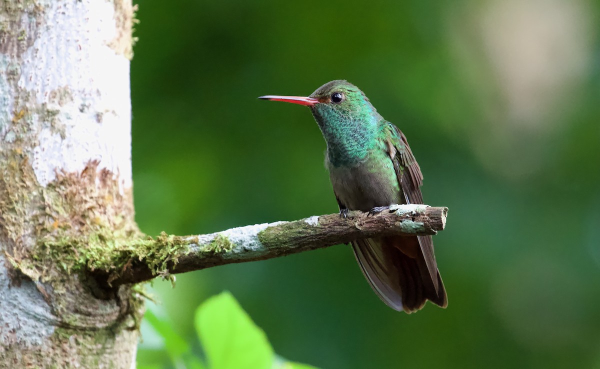 Rufous-tailed Hummingbird - David Brassington