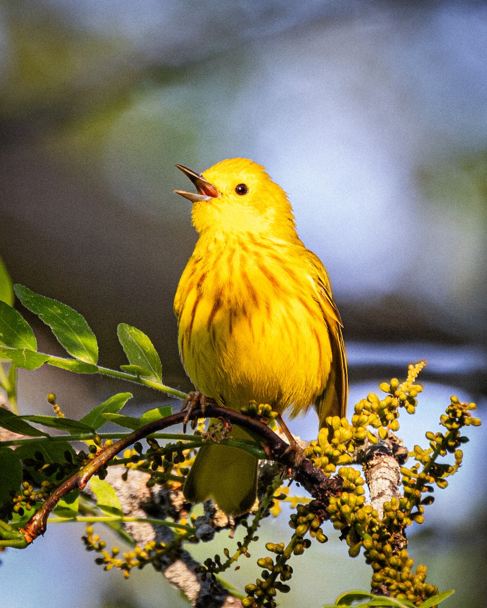 Northern Yellow Warbler - ML619489796