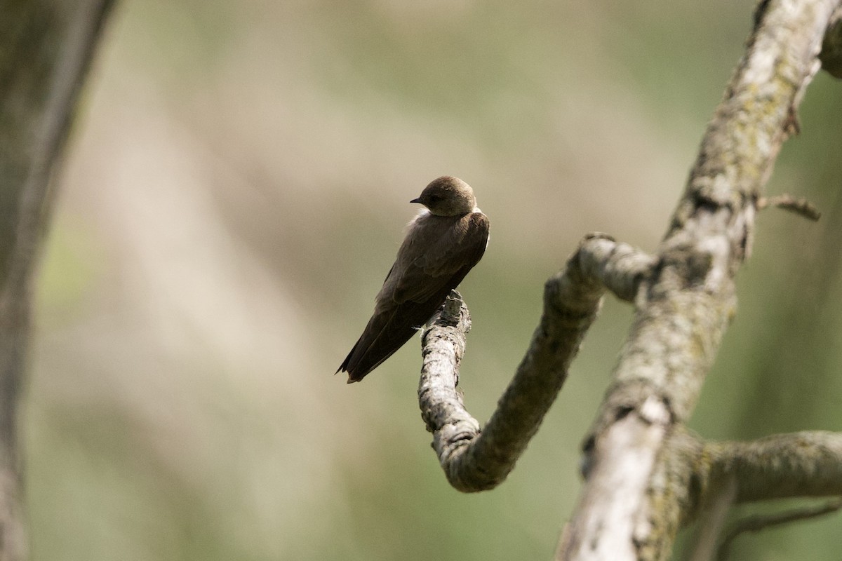 Northern Rough-winged Swallow - Mimi Brenninkmeijer