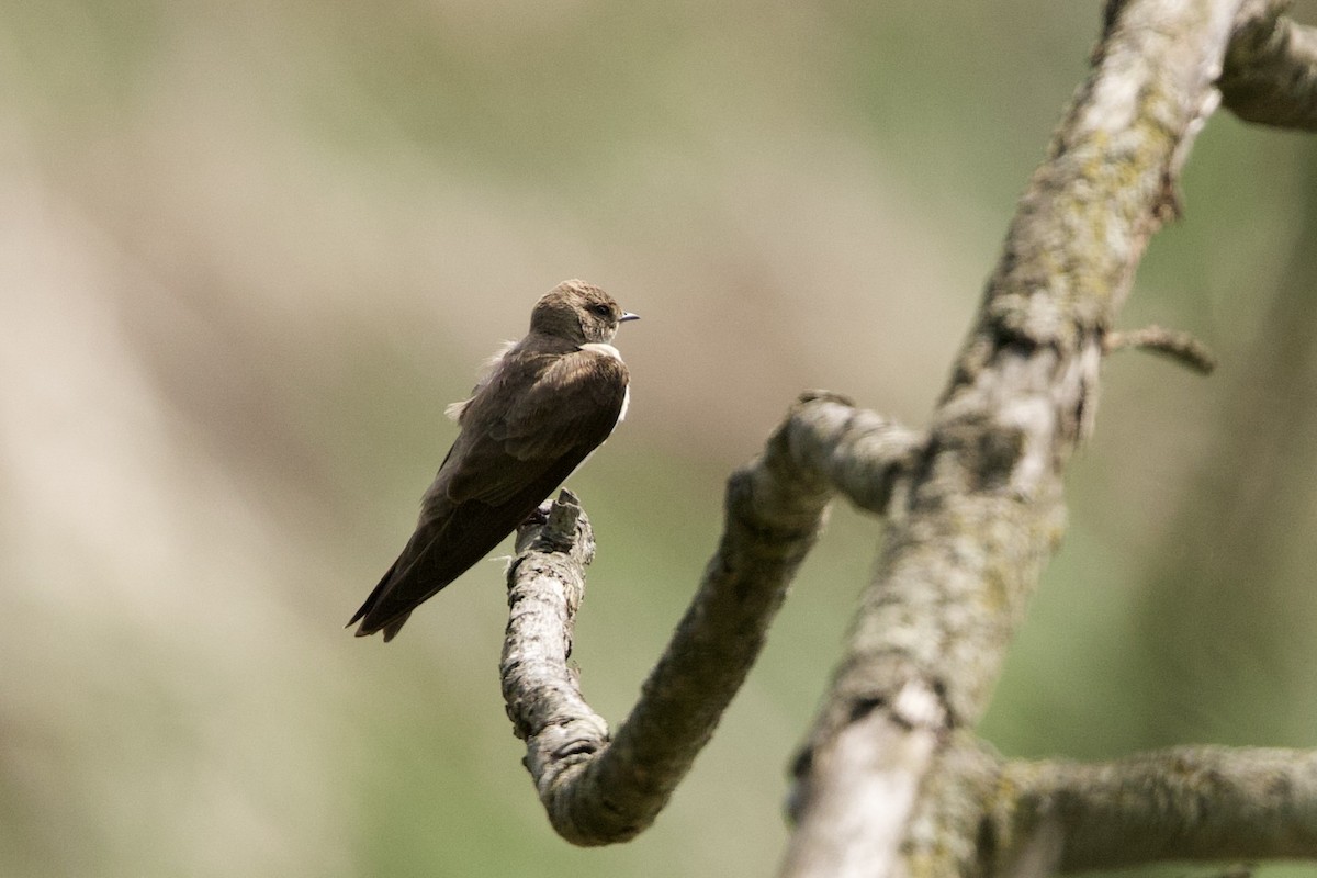 Northern Rough-winged Swallow - Mimi Brenninkmeijer