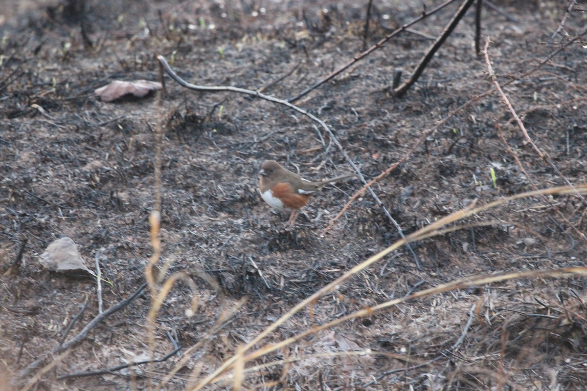 Eastern Towhee - Jeff Smith