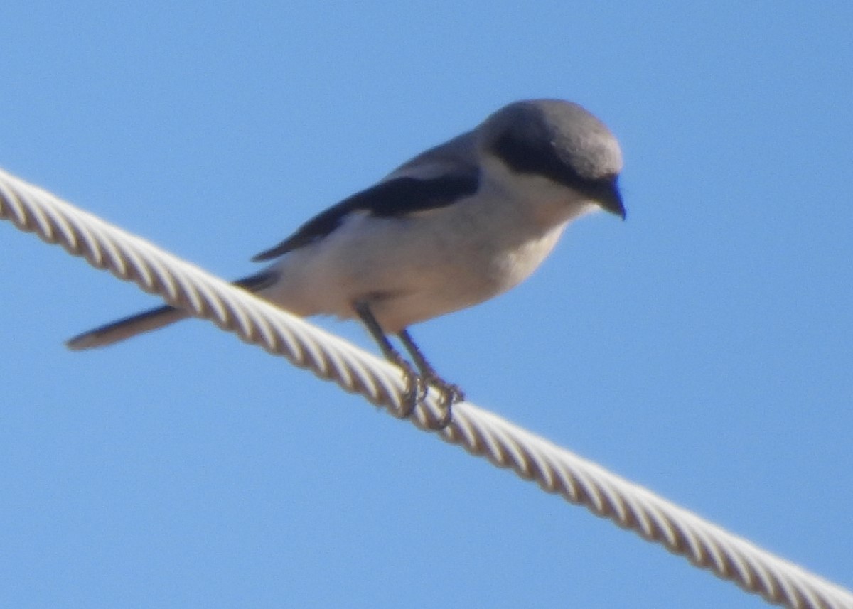 Loggerhead Shrike - Michael I Christie