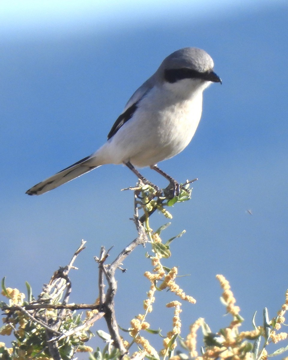 Loggerhead Shrike - Michael I Christie