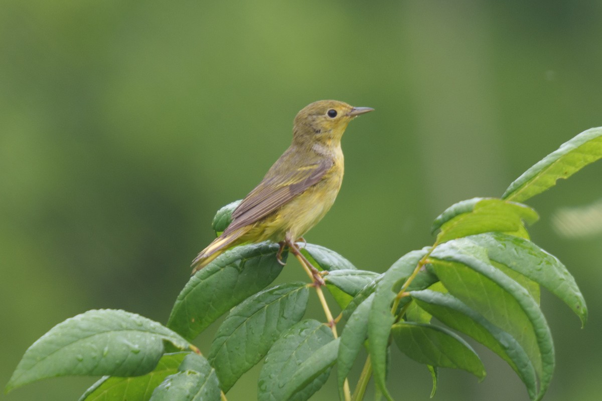 Yellow Warbler - Jonathan Martin