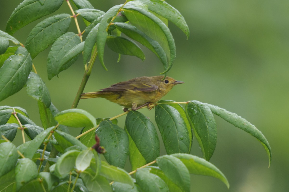 Yellow Warbler - Jonathan Martin