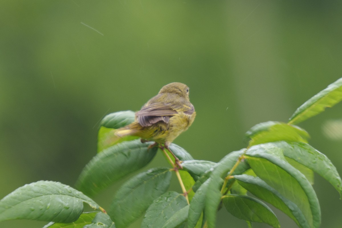 Yellow Warbler - Jonathan Martin