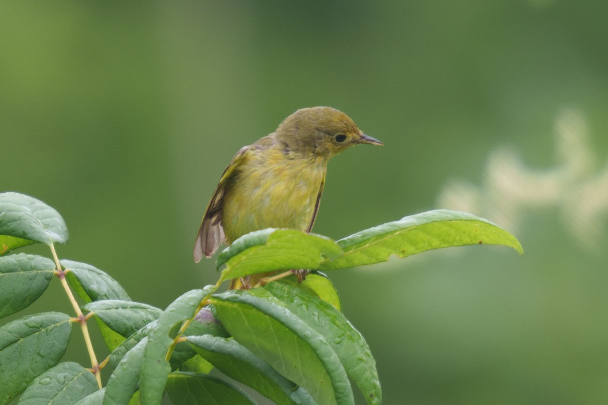 Yellow Warbler - Jonathan Martin