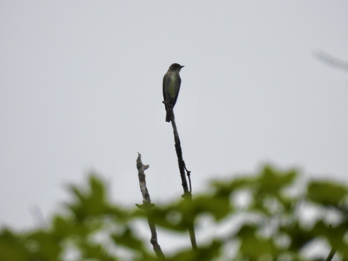 Olive-sided Flycatcher - Corinna Honscheid