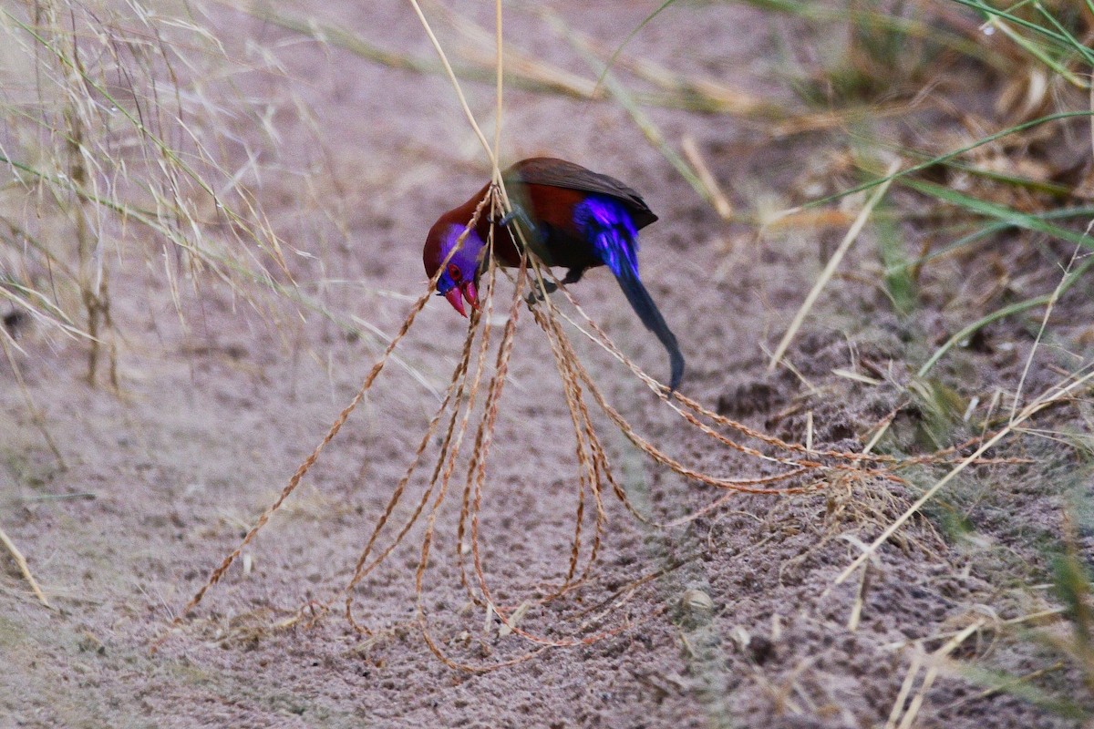 Violet-eared Waxbill - Cole Penning