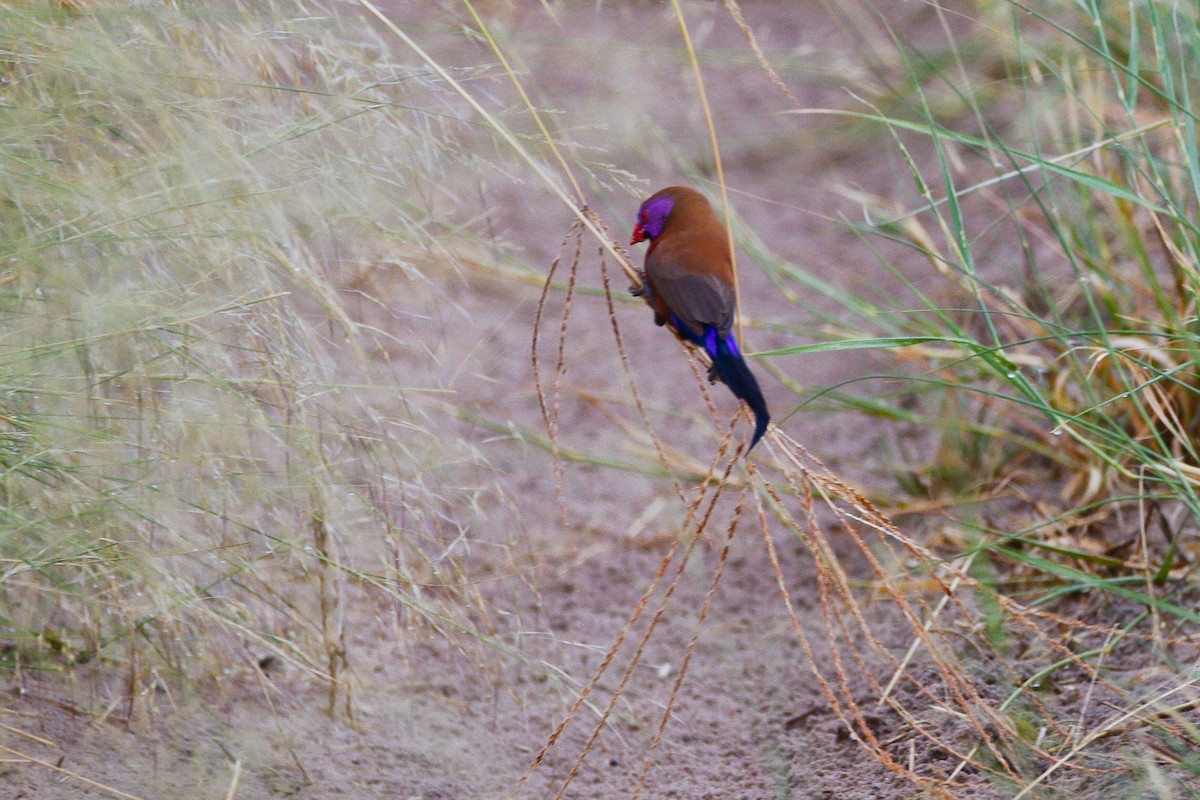 Violet-eared Waxbill - ML619489826