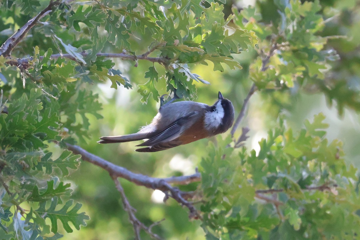 Chestnut-backed Chickadee - Eric Cameron